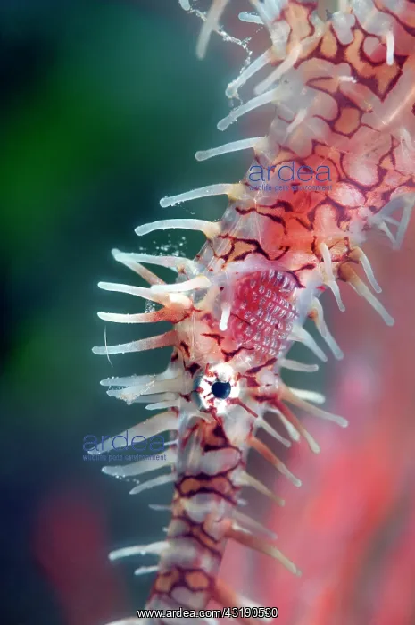 : Ornate Ghost Pipefish : Ornate Ghost Pipefish