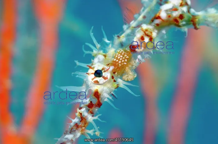 : Ornate Ghost Pipefish : Ornate Ghost Pipefish