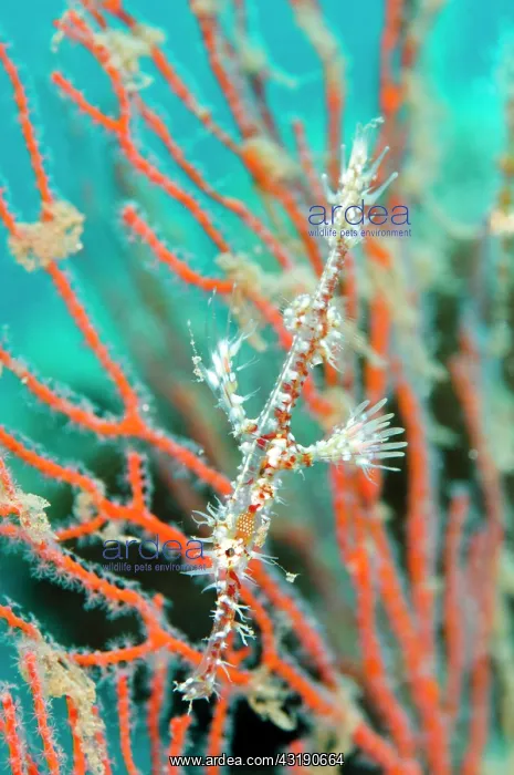 : Ornate Ghost Pipefish : Ornate Ghost Pipefish