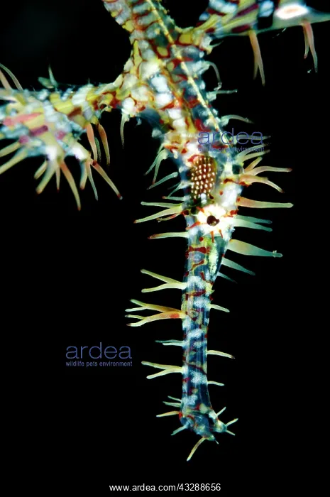 : Ornate Ghost Pipefish : Ornate Ghost Pipefish