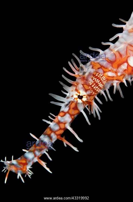 : Ornate Ghost Pipefish : Ornate Ghost Pipefish