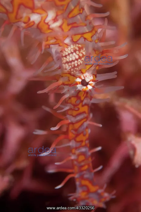 : Ornate Ghost Pipefish : Ornate Ghost Pipefish