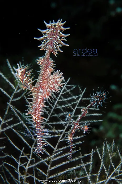 : Ornate Ghost Pipefish : Ornate Ghost Pipefish