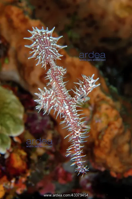 : Ornate Ghost Pipefish : Ornate Ghost Pipefish