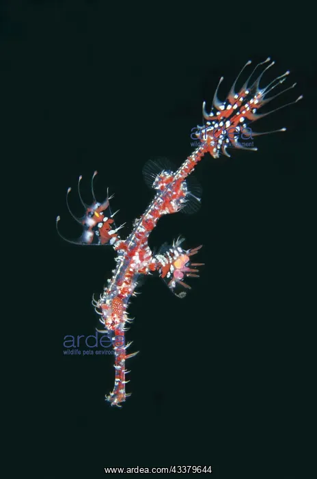 : Ornate Ghost Pipefish : Ornate Ghost Pipefish