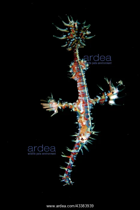 : Ornate Ghost Pipefish : Ornate Ghost Pipefish