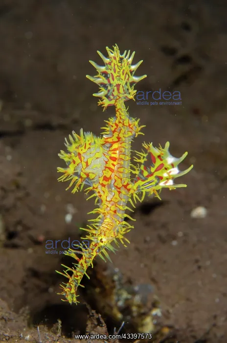: Ornate Ghost Pipefish : Ornate Ghost Pipefish