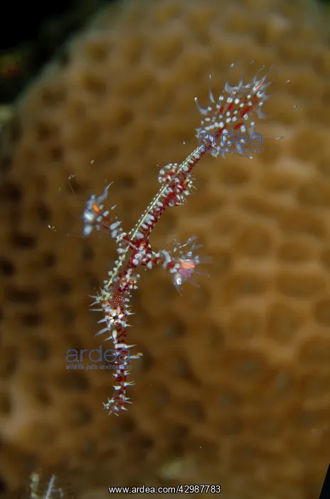 : Ornate Ghost Pipefish - Batu Kelebit dive site : Ornate Ghost Pipefish - Batu Kelebit dive site