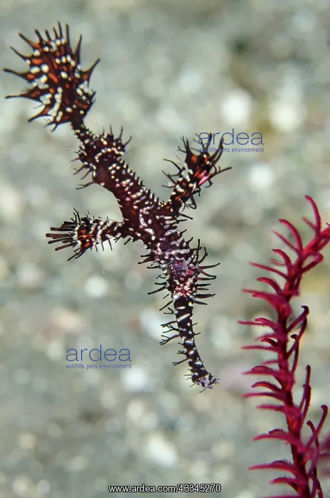 : Ornate Ghost Pipefish - by Crinoid (Comatulida Order) : Ornate Ghost Pipefish - by Crinoid (Comatulida Order)