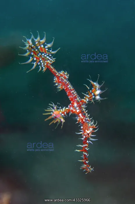 : Ornate Ghost Pipefish - Japanese Wreck dive site : Ornate Ghost Pipefish - Japanese Wreck dive site