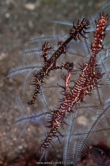 : Ornate Ghost Pipefish - pair : Ornate Ghost Pipefish - pair