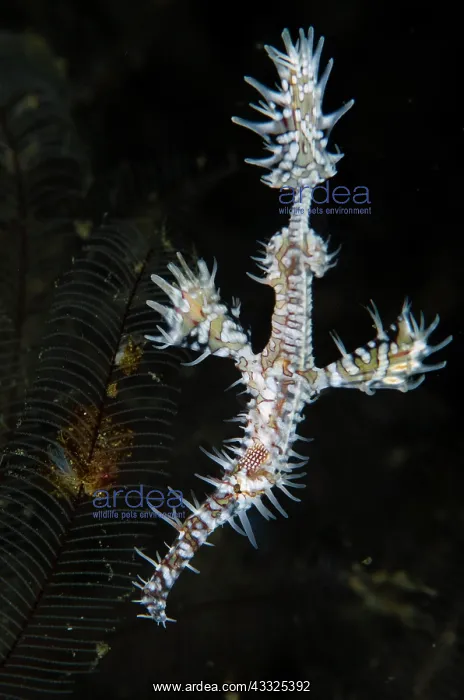 : Ornate Ghost Pipefish - Sagea Jetty dive site, Weda : Ornate Ghost Pipefish - Sagea Jetty dive site, Weda
