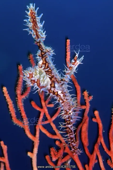 : Ornate ghost pipefish, Solenostomus paradoxus, Walindi, West : Ornate ghost pipefish, Solenostomus paradoxus, Walindi, West