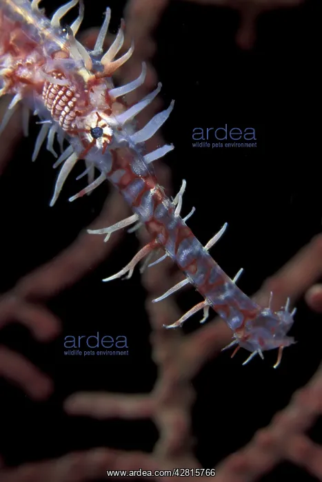 : Ornate ghost pipefish, Solenostomus paradoxus, Walindi, West : Ornate ghost pipefish, Solenostomus paradoxus, Walindi, West
