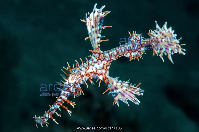 : Ornate ghost pipefish (Solenostomus paradoxus) : Ornate ghost pipefish (Solenostomus paradoxus)