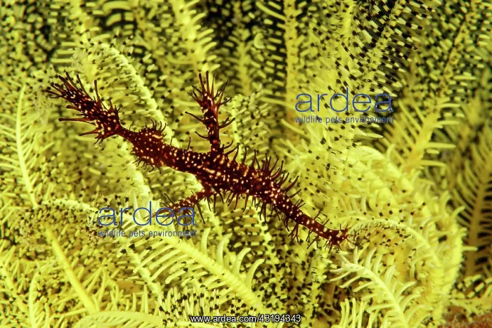 : Ornate ghost pipefish (Solenostomus paradoxus) in : Ornate ghost pipefish (Solenostomus paradoxus) in