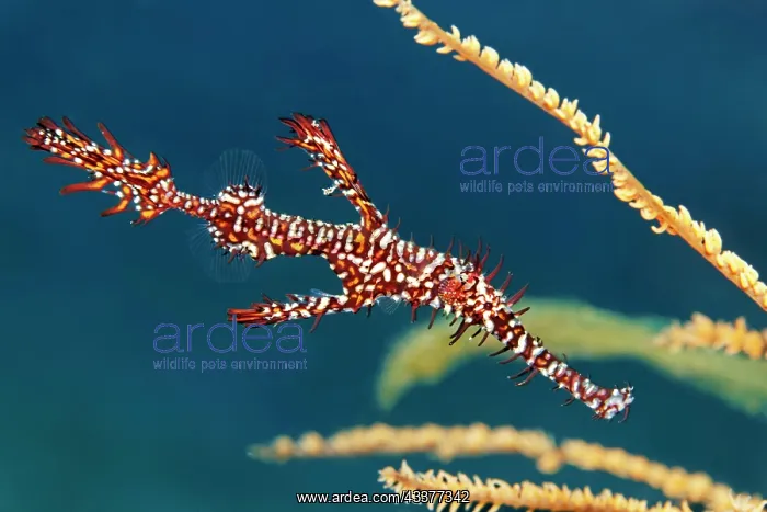: Ornate ghost pipefish (Solenostomus paradoxus) Lake : Ornate ghost pipefish (Solenostomus paradoxus) Lake