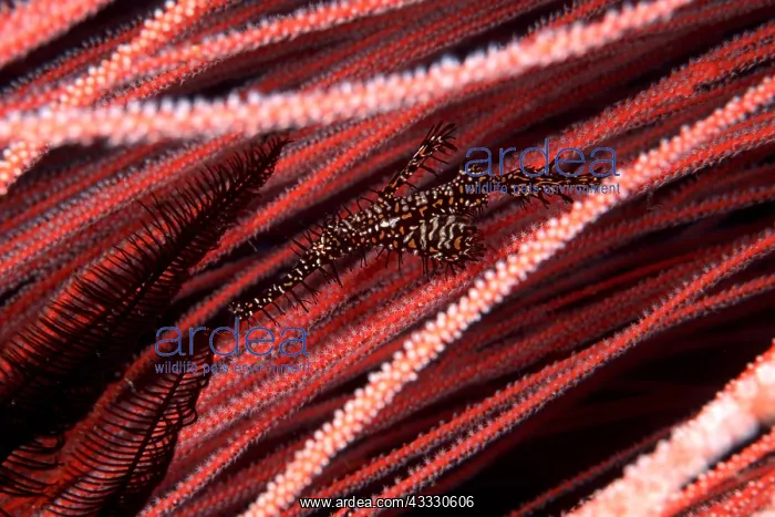 : Ornate ghost pipefish, Solenostomus paradoxus between red se : Ornate ghost pipefish, Solenostomus paradoxus between red se