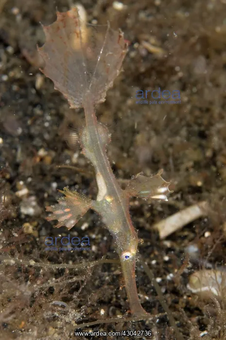 : Ornate Ghost Pipefish Transparent Juvenile : Ornate Ghost Pipefish Transparent Juvenile