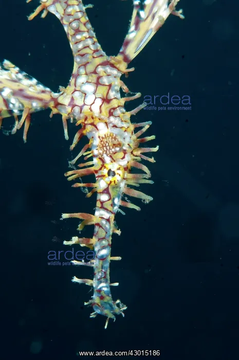 : Ornate Ghostpipefish
