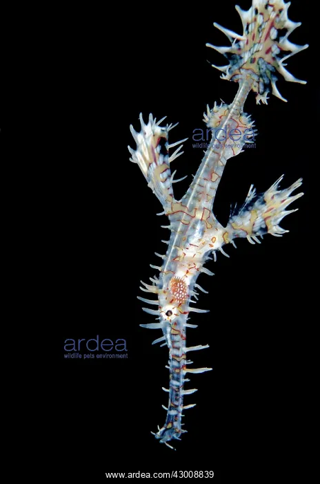: Ornate Ghostpipefish Angel's Window dive site, Lembeh : Ornate Ghostpipefish Angel's Window dive site, Lembeh