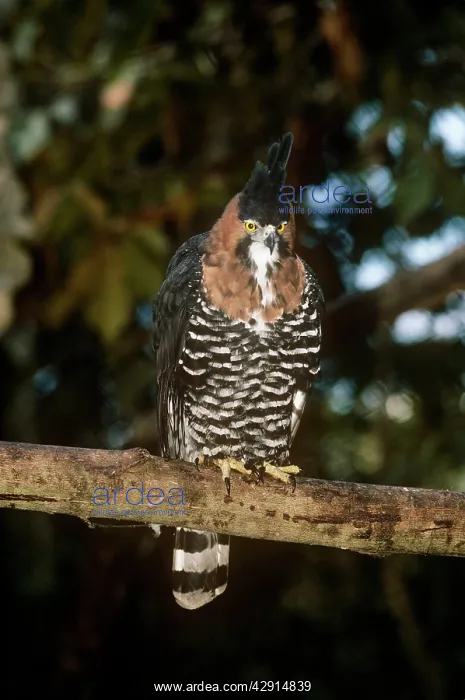 : ORNATE HAWK EAGLE : ORNATE HAWK EAGLE