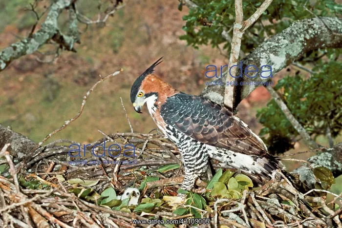 : Ornate Hawk-eagle at nest with young : Ornate Hawk-eagle at nest with young