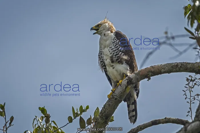 : Ornate Hawk-Eagle (Spizaetus ornatus) juvenile : Ornate Hawk-Eagle (Spizaetus ornatus) juvenile