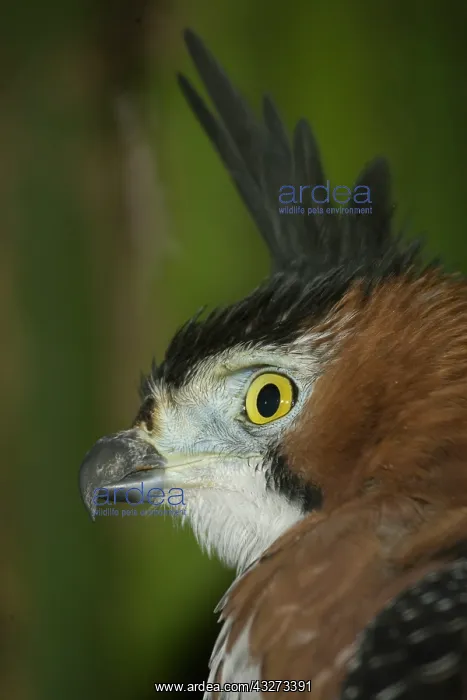 : Ornate Hawk Eagle, Spizaetus ornatus, watching : Ornate Hawk Eagle, Spizaetus ornatus, watching
