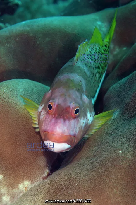 : Ornate Hawkfish : Ornate Hawkfish
