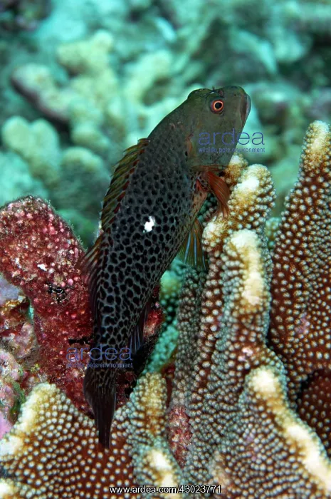 : Ornate Hawkfish Dark variation