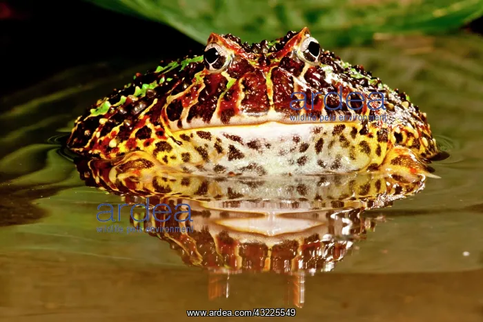 : Ornate Horn Frog, Ceratophrys ornata, Native : Ornate Horn Frog, Ceratophrys ornata, Native