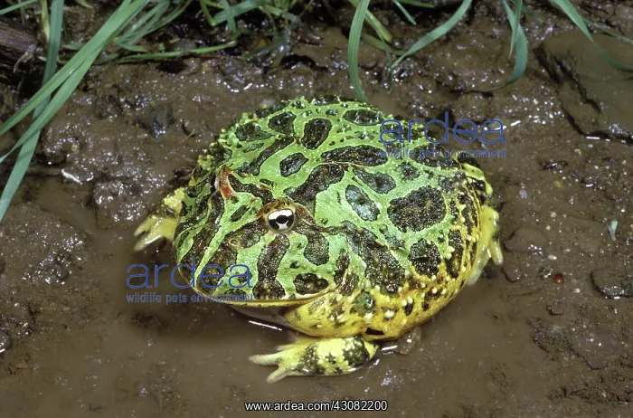 : Ornate Horned Frog : Ornate Horned Frog