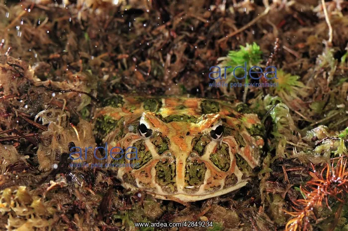 : Ornate Horned Frog Argentinean Horned Frog : Ornate Horned Frog Argentinean Horned Frog