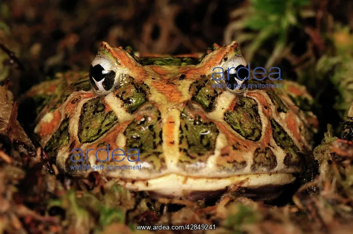 : Ornate Horned Frog Argentinean Horned Frog : Ornate Horned Frog Argentinean Horned Frog