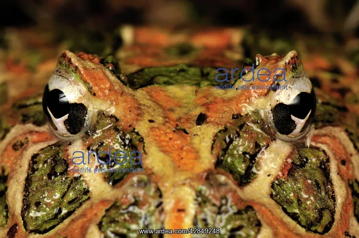 : Ornate Horned Frog Argentinean Horned Frog : Ornate Horned Frog Argentinean Horned Frog