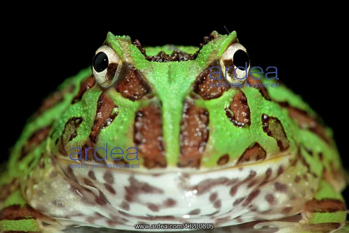 : Ornate Horned Frog (Ceratophrys ornata), pepermint : Ornate Horned Frog (Ceratophrys ornata), pepermint