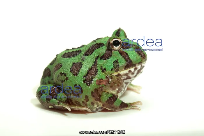 : Ornate Horned Frog (Ceratophrys ornata), pepermint : Ornate Horned Frog (Ceratophrys ornata), pepermint