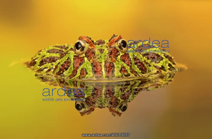 : Ornate Horned Frog in pool with reflection