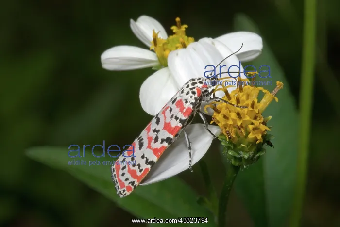 : Ornate Moth (Utetheisa ornatrix) : Ornate Moth (Utetheisa ornatrix)