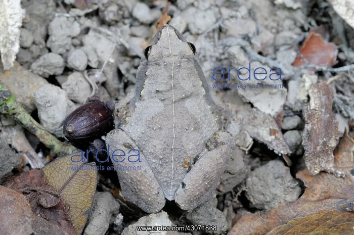 : Ornate narrow-mouthed frog : Ornate narrow-mouthed frog