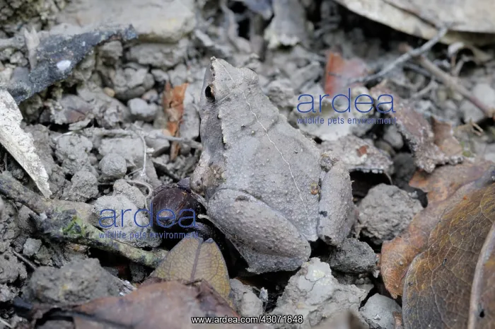 : Ornate Narrow-Mouthed Frog : Ornate Narrow-Mouthed Frog