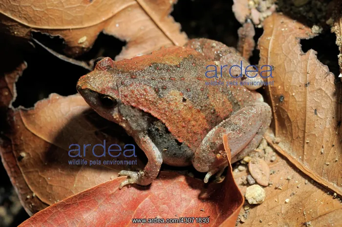 : Ornate Narrow-Mouthed Frog : Ornate Narrow-Mouthed Frog