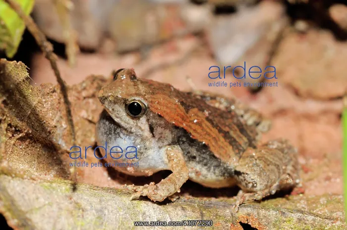 : Ornate narrow-mouthed frog : Ornate narrow-mouthed frog