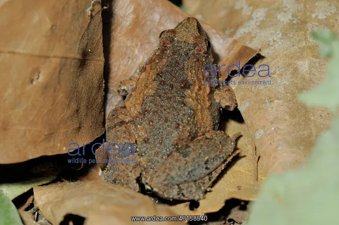 : Ornate Narrow-Mouthed Frog : Ornate Narrow-Mouthed Frog