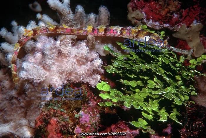  : Ornate Pipe fish - Hiding in soft coral and calcaeous algae