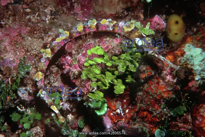 : Ornate Pipefish - Hiding against sponges and Calcareous : Ornate Pipefish - Hiding against sponges and Calcareous