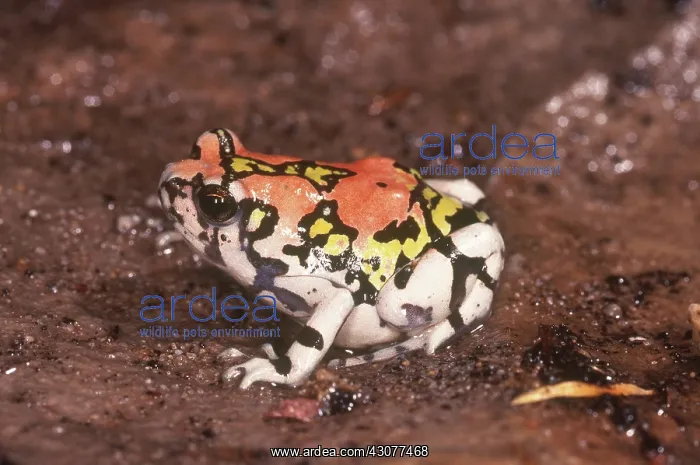 : Ornate Rain Frog : Ornate Rain Frog