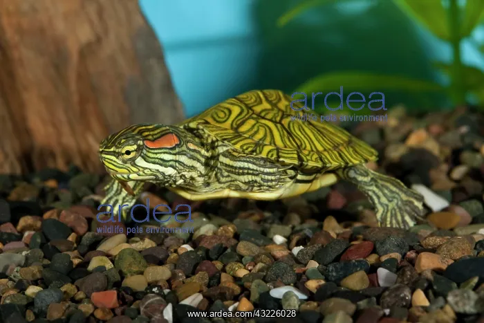 : Ornate Red Ear Slider, Trachemys scripta : Ornate Red Ear Slider, Trachemys scripta