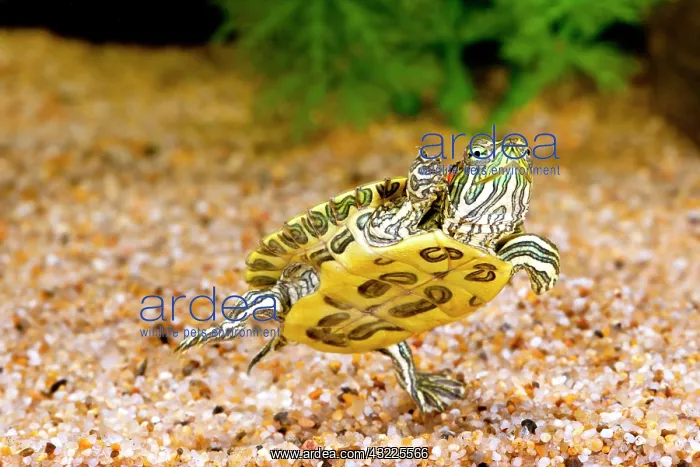 : Ornate Red Ear Turtle, Chrysemys scripta : Ornate Red Ear Turtle, Chrysemys scripta
